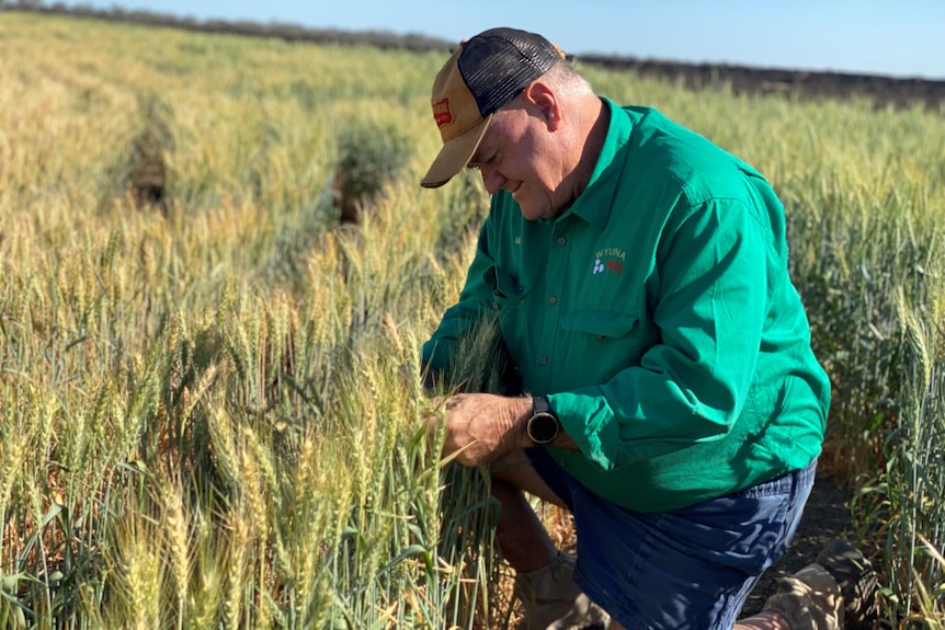 Farmer Ian Burnett kneels in a wheat field inspecting the crops.