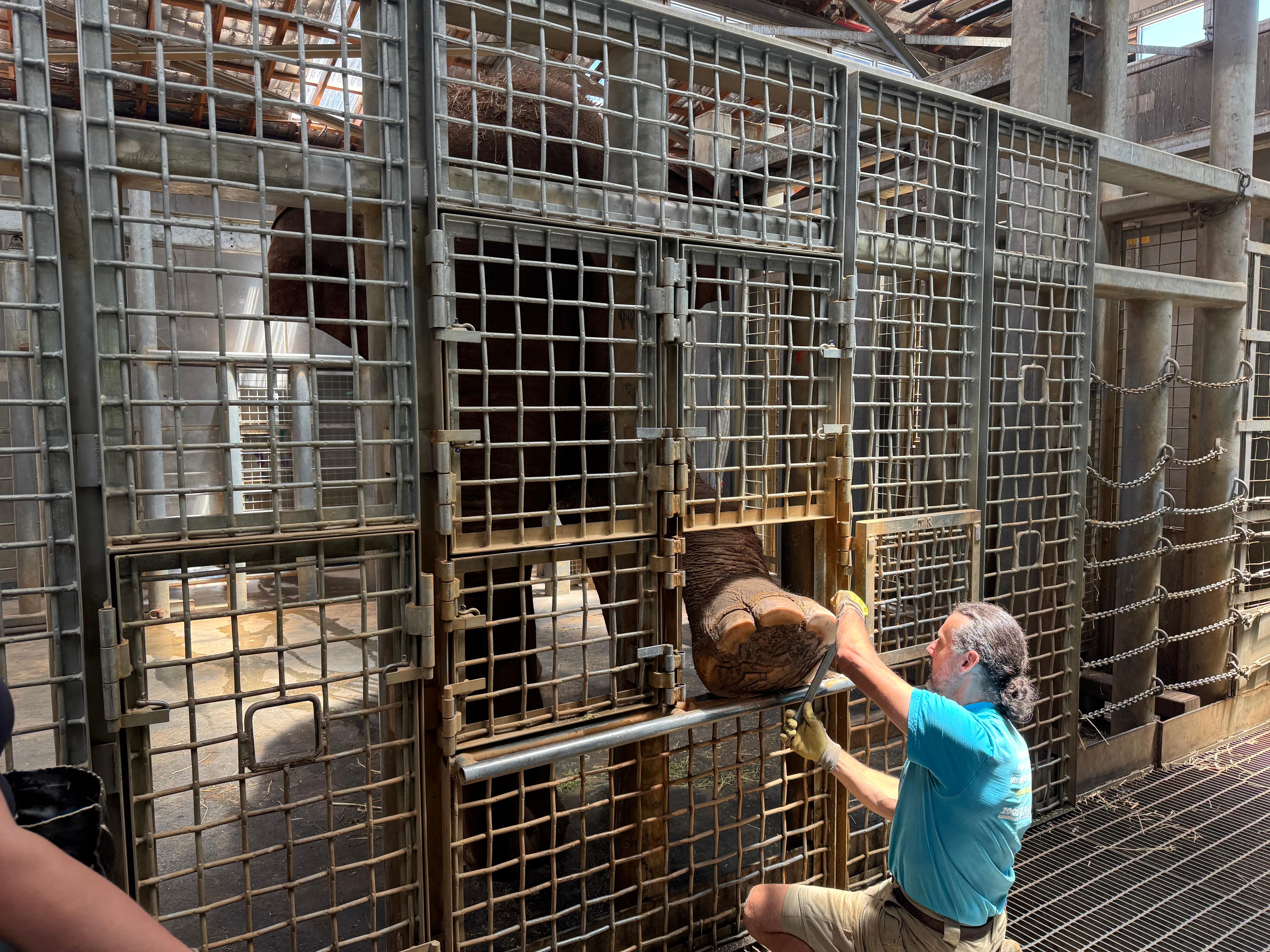 Melbourne’s elephants test for deadly disease before big move to Werribee