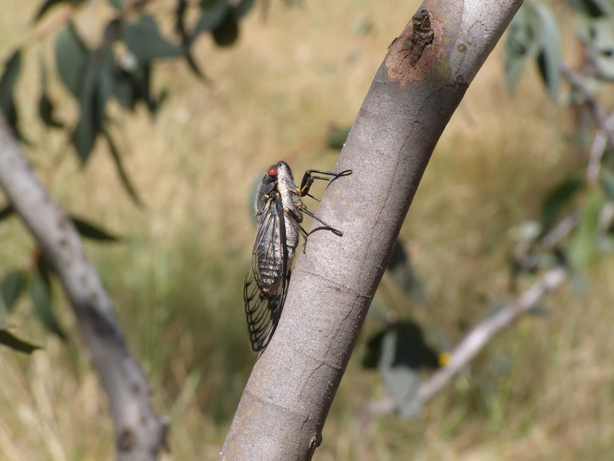 Redeye cicada (Psaltoda moerens