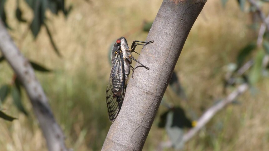 Redeye cicada (Psaltoda moerens