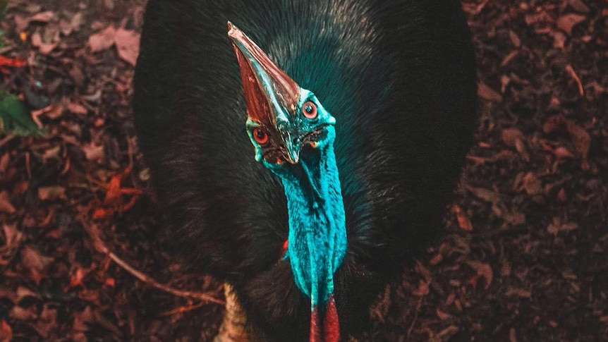 An angry look cassowary looks up at the camera.