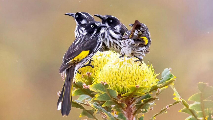 Four small black, white and yellow birds sit on a couple of yellow flowers.