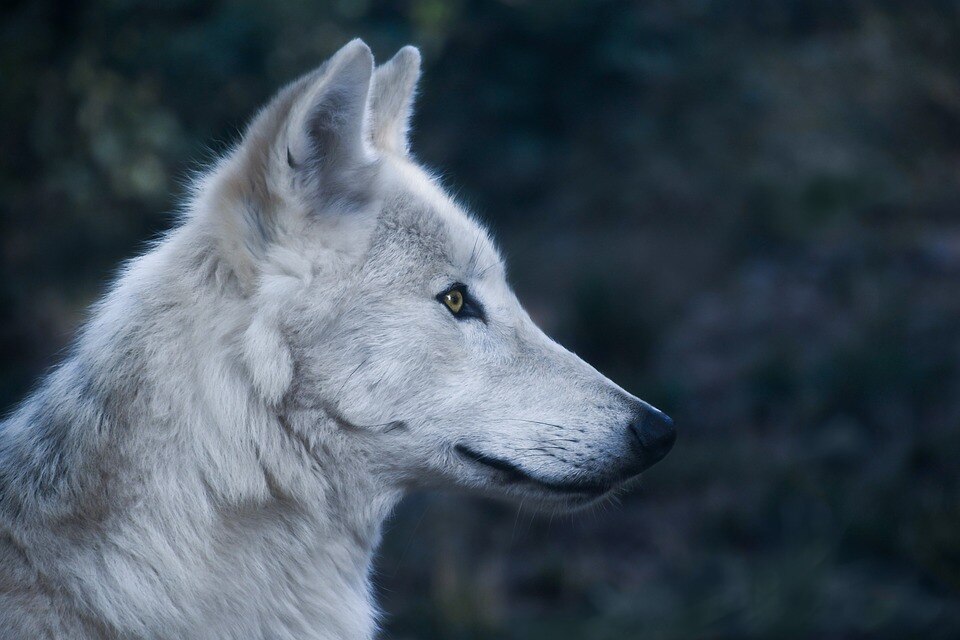 The Pack Is Back - ABC Radio