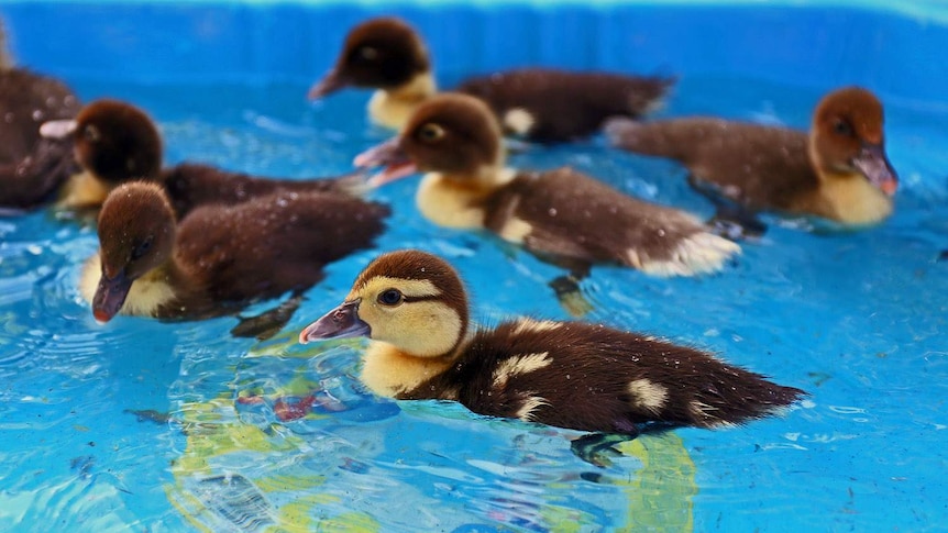 Orphaned ducklings swimming in a plastic wading pool at the Sugarshine FARM