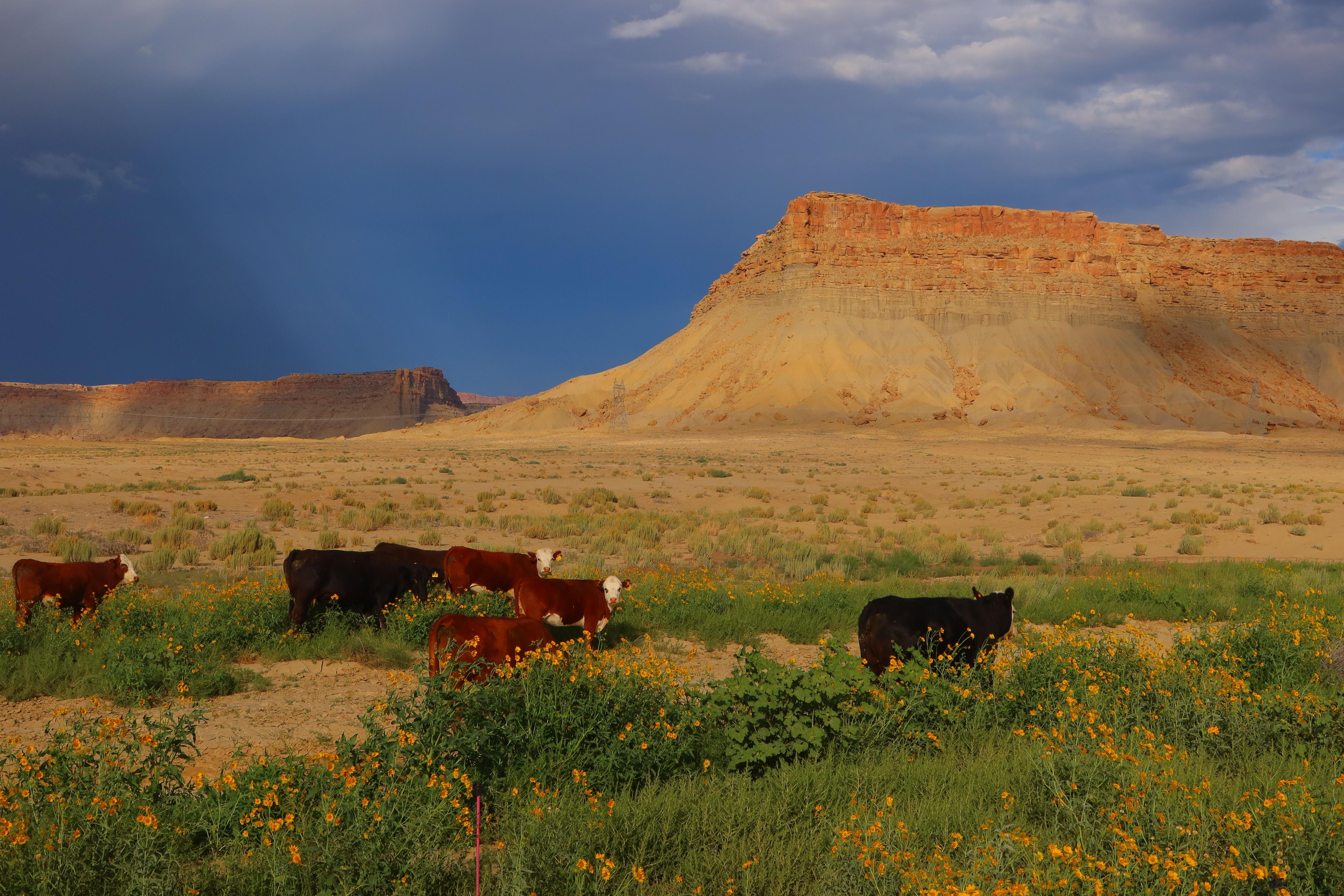 Bruce Shapiro's USA: has Trump betrayed American beef farmers?