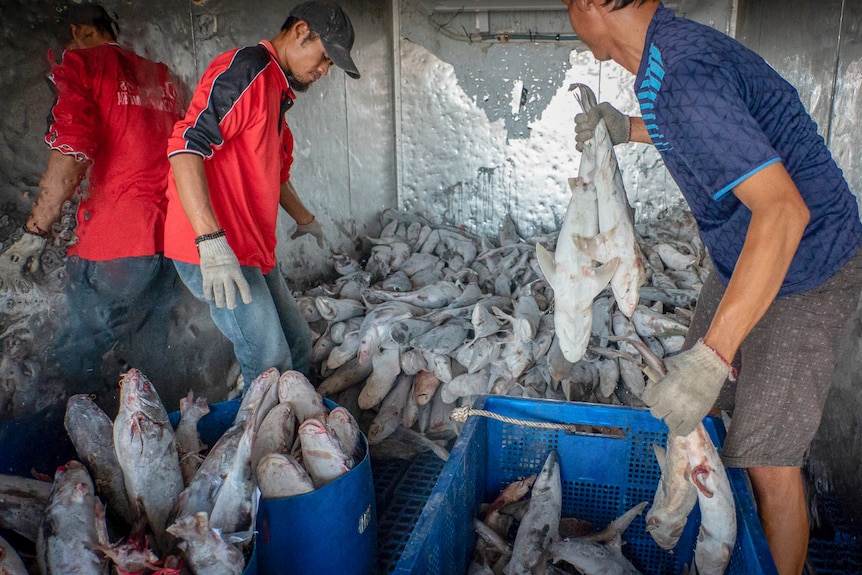 Two men load up shark carcasses into a silver cool room