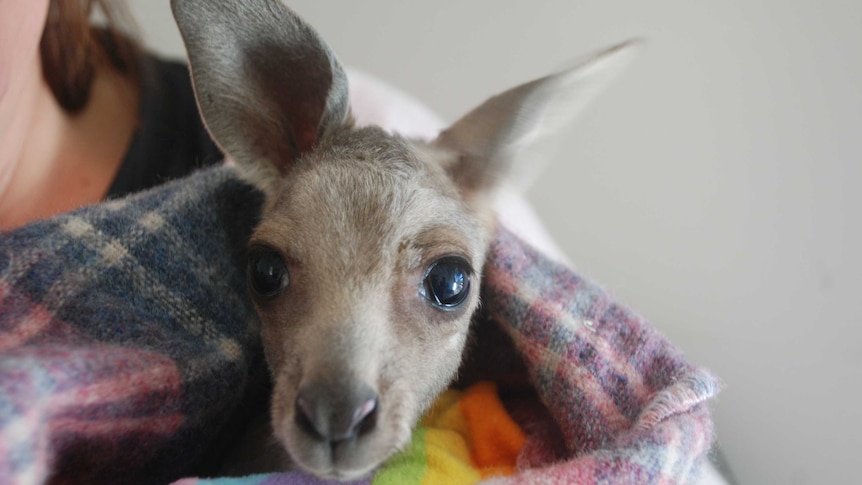 Joey in blanket