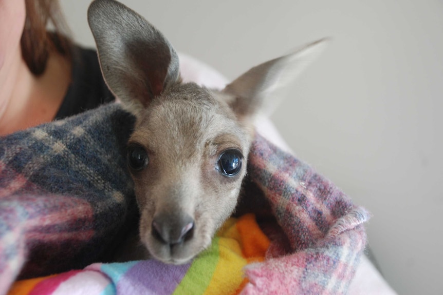 Joey in blanket