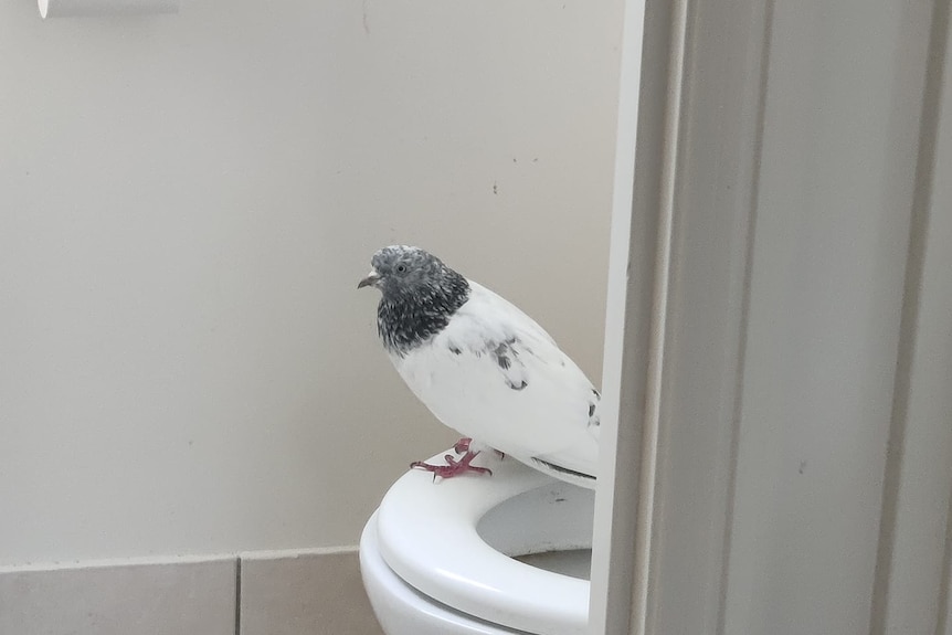 A pigeon on the toilet 