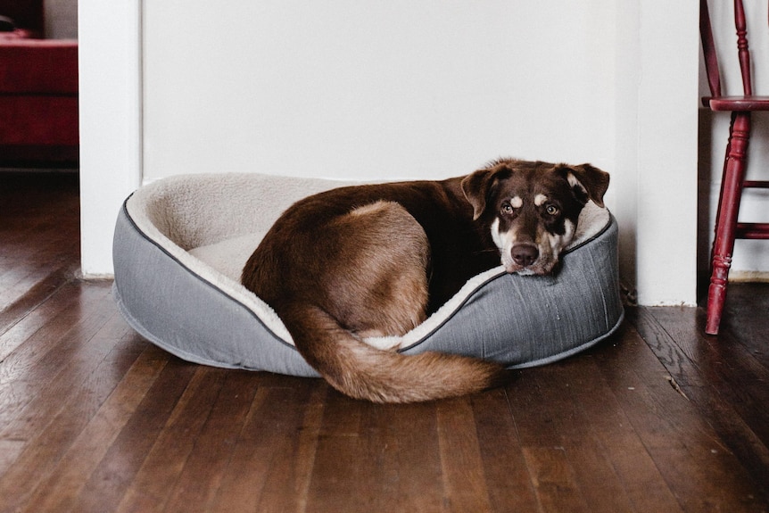 A kelpie sitting on a round dog bed, which is against a wall on polished wooden floors.