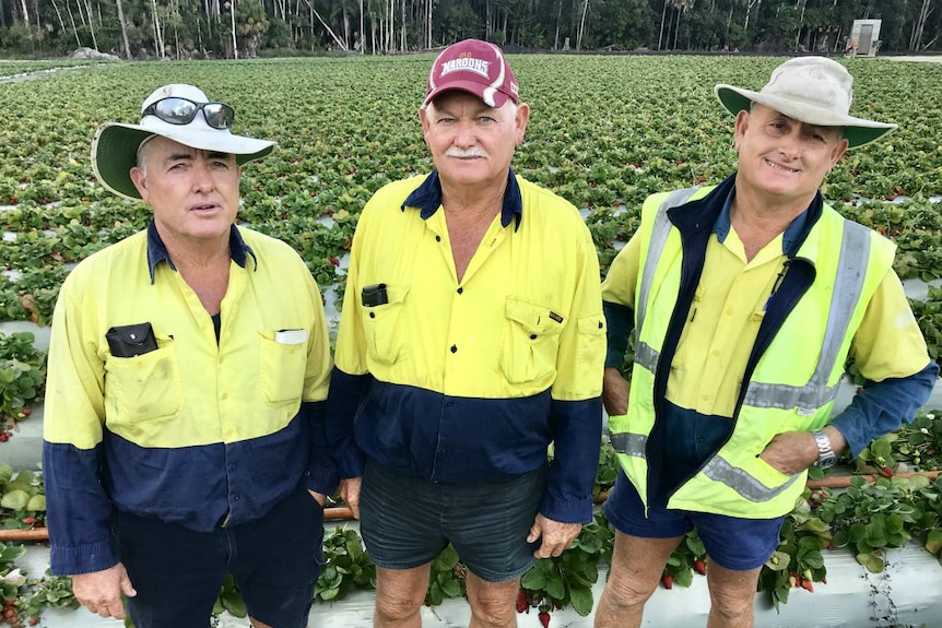 David, Rick and Jeff Twist of Twist Brothers Strawberry Farm at Chevallum, Queensland.