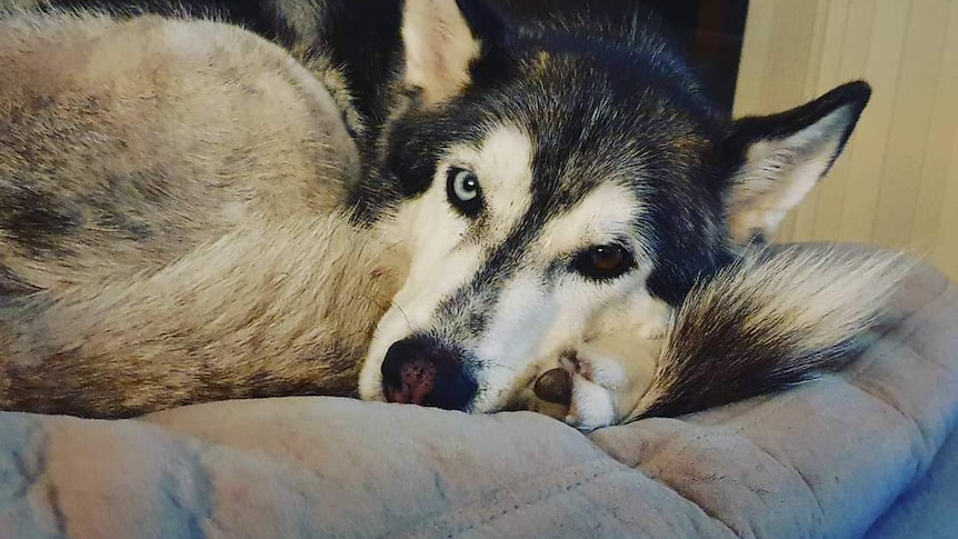 Husky Iris