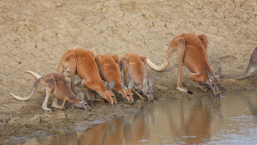 Mob of kangaroos drink water from a shrinking dam in drought-stricken country near Longreach