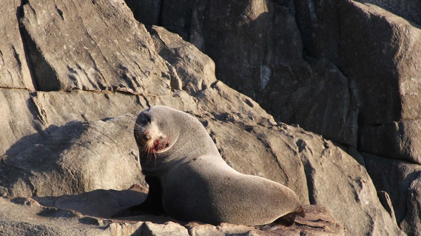 A fur seal in southern Tasmania with what appears to be a gunshot wound on its face.