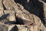 A fur seal in southern Tasmania with what appears to be a gunshot wound on its face.