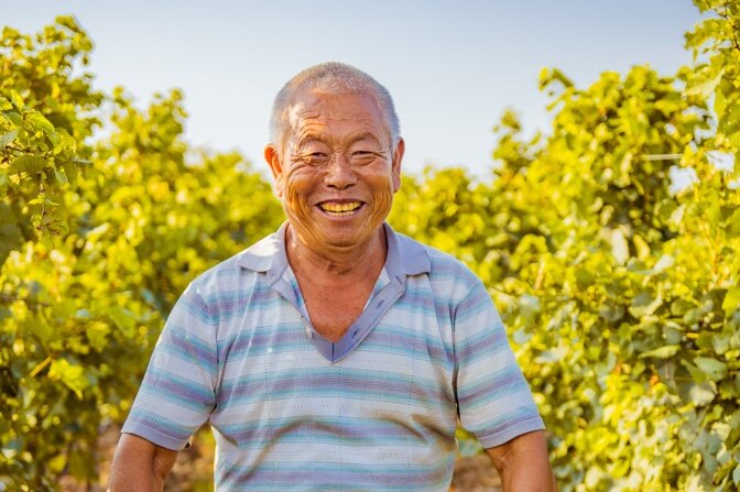 A Chinese worker in a vineyard carrying a container of freshly picked grapes.
