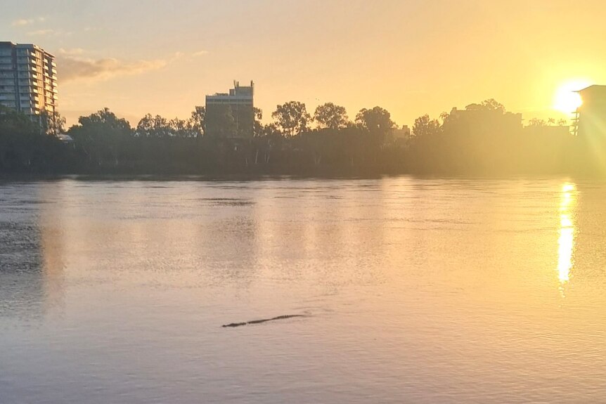 A crocodile glides along a river at sunset, a city visible in the background.
