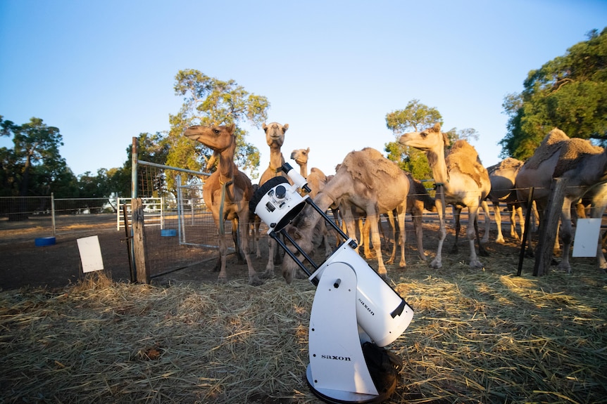 A large telescope surrounded by camels.