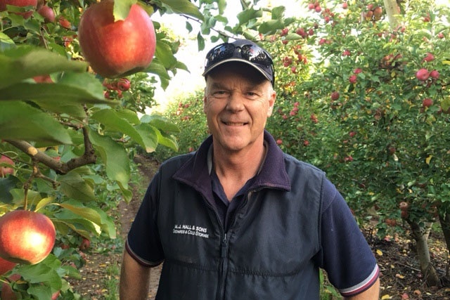 Fruit grower Peter Hall standing near trees.