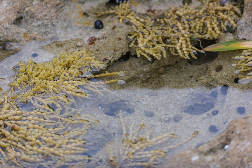 A rockpool with seasweed and sea snails