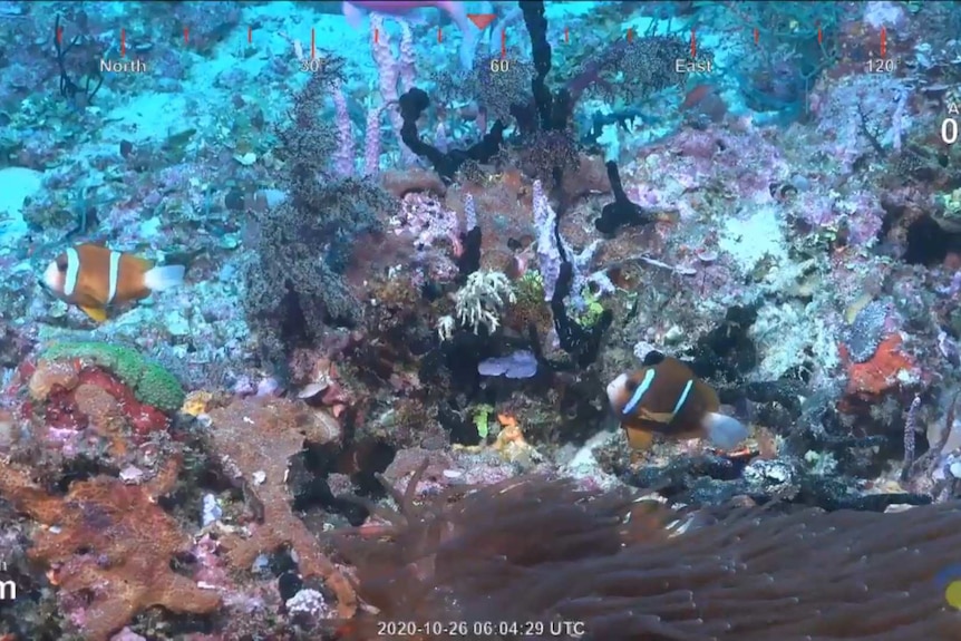 这块高耸的珊瑚礁从约水深500米处一直上升到水深40米处。