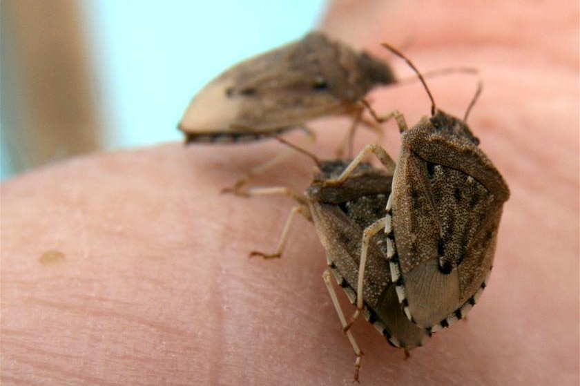 A close-up of three adult gidgee bugs on a person's hand, they have flat backs and brown colouring