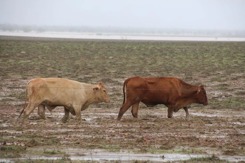 cows in floods