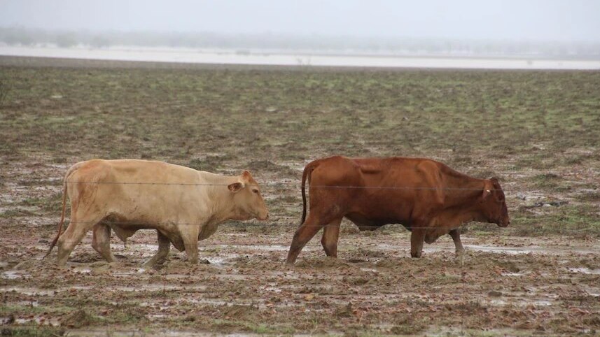 two cows walk through water