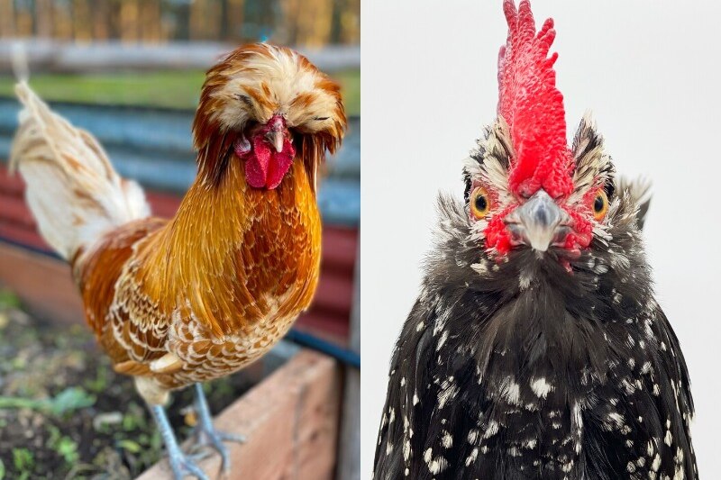A composite image of two striking roosters, posing for the camera. 