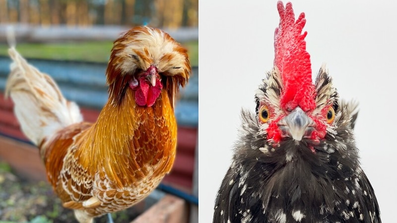 A composite image of two striking roosters, posing for the camera. 
