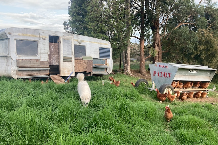 A white dog in front of an old caravan on grass. Nearby, brown chickens are feeding from a trailer.