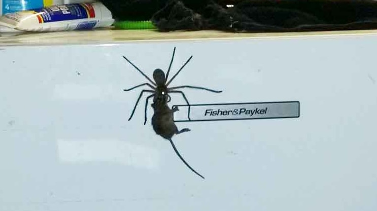 The Huntsman spider was filmed struggling to carry the mouse up the side of the fridge.