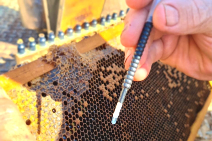 A grafting tool on a beehive cell