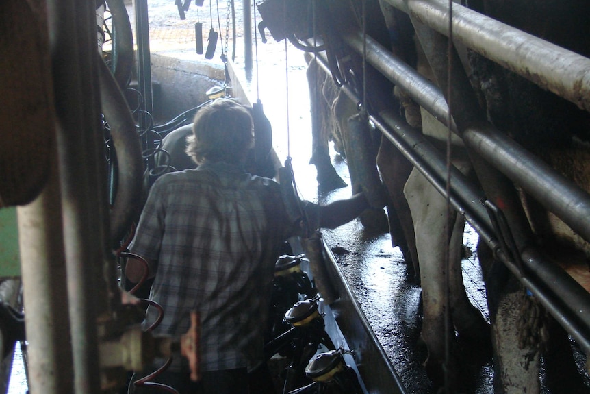 At work milking in the dairy