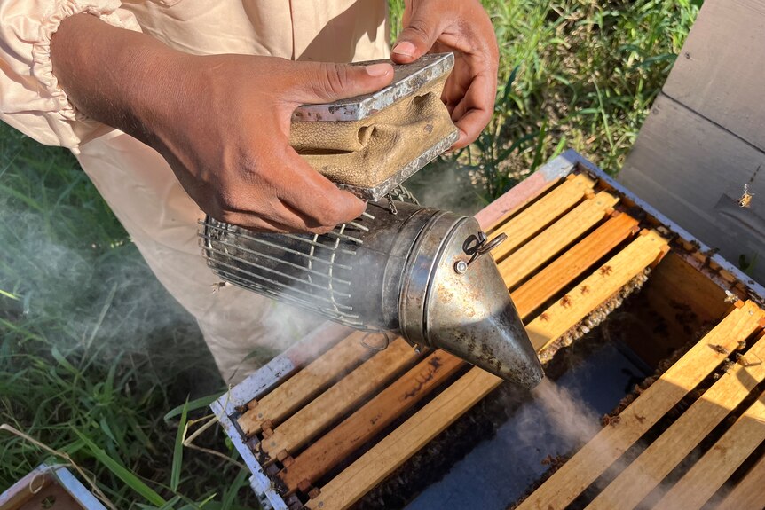 Mans hands holds honeybee smoker over a hive
