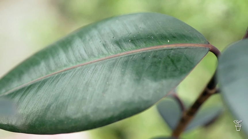 Close up image of the leaf of a rubber plant.