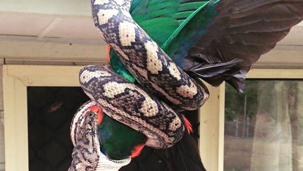 A snake consuming a king parrot on the Sunshine Coast.