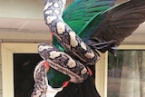 A snake consuming a king parrot on the Sunshine Coast.