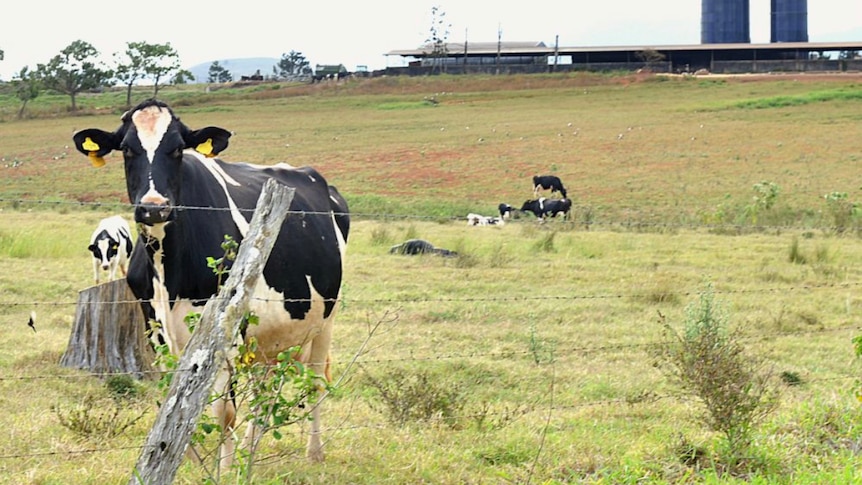 cow in  field with dairy factory in background