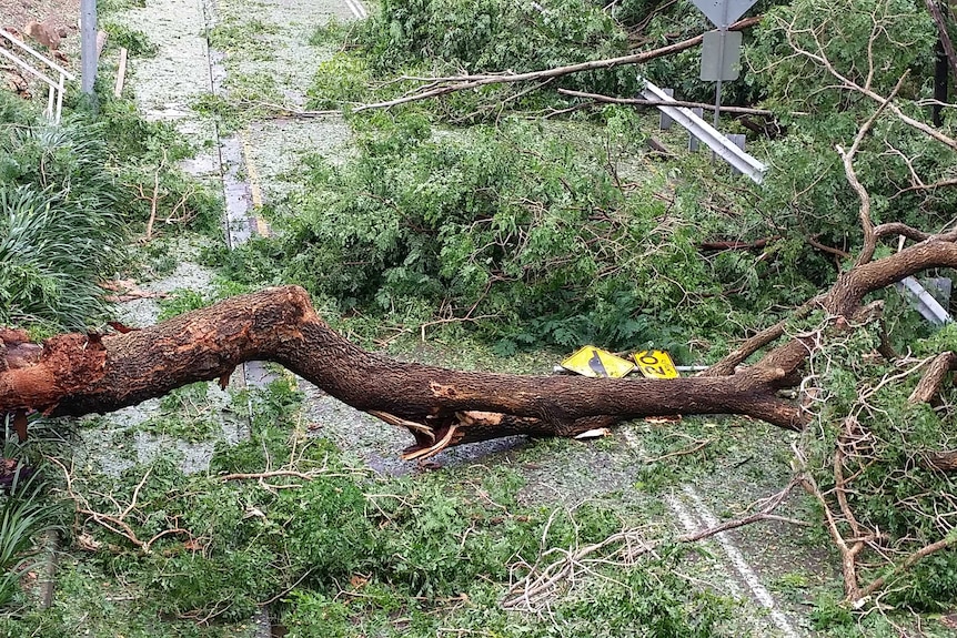 A tree blocks a road in Darwin in the aftermath of Cyclone Marcus.