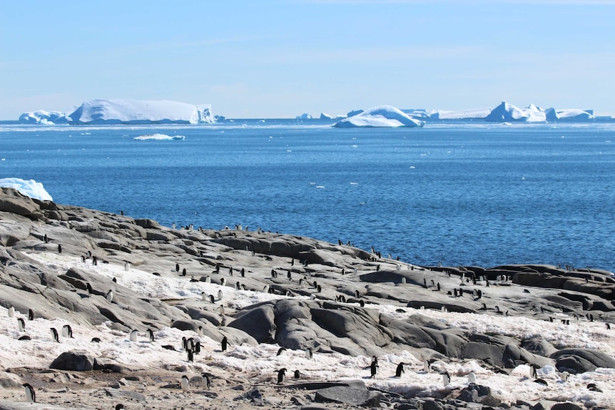 During winter the Adelie penguins travel up to 3,500 kilometres away from their colonies.