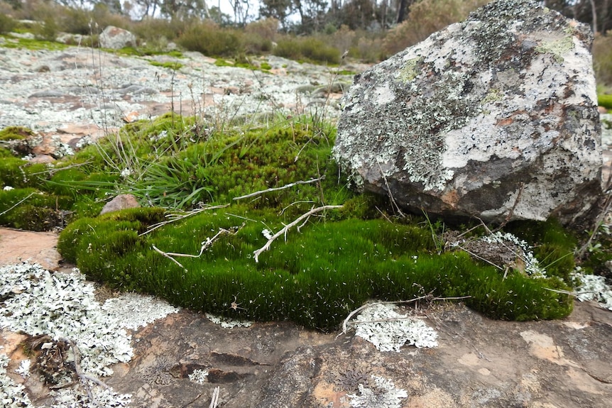 Green moss on a rocky structure