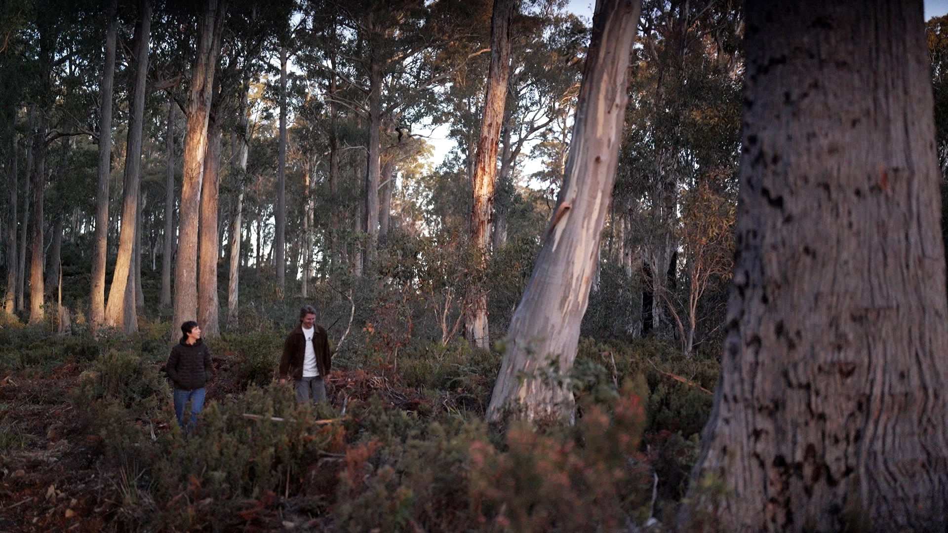 Two people walk through bushland, surrounded by towering trees, including gum trees.