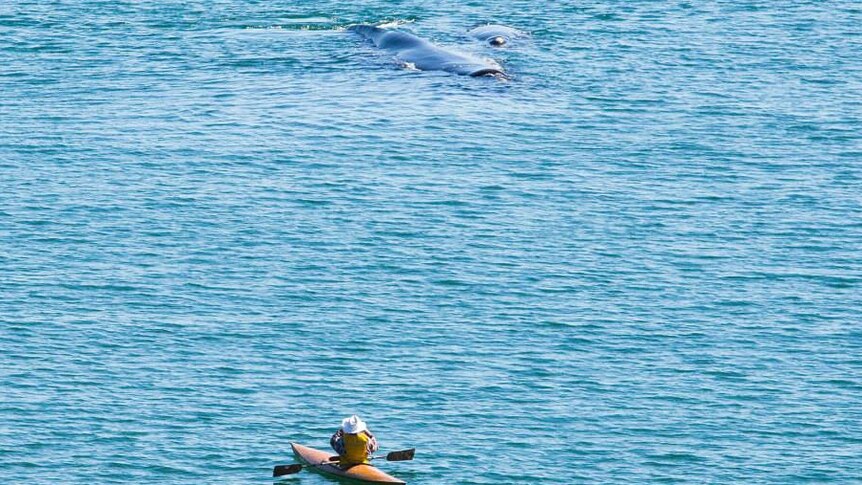 A canoeist watches as the whales approach.