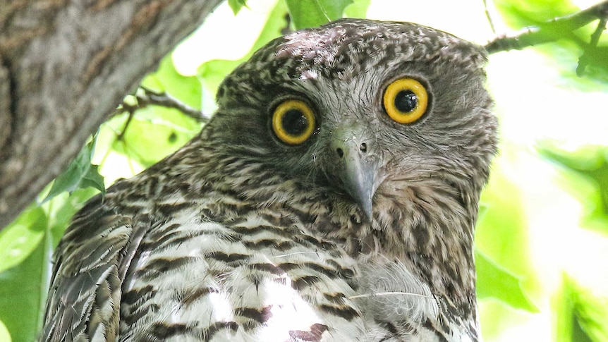 Powerful Owl in Canberra's Haig Park