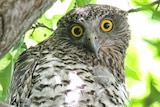 Powerful Owl in Canberra's Haig Park