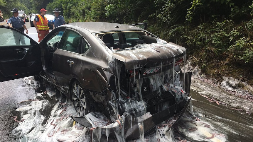 A car covered in slime and eels sits on the motorway as emergency officials watch.