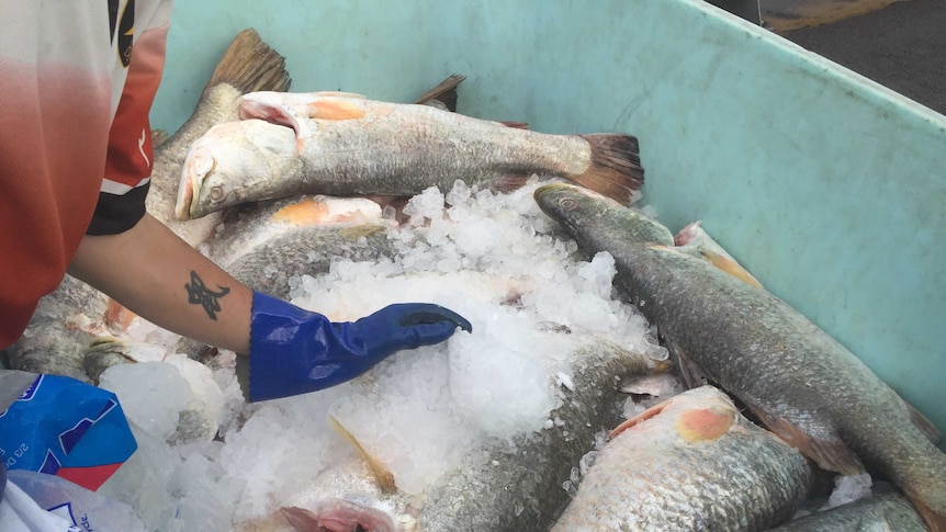 A person rakes ice over a pile of dead fish in a tub.