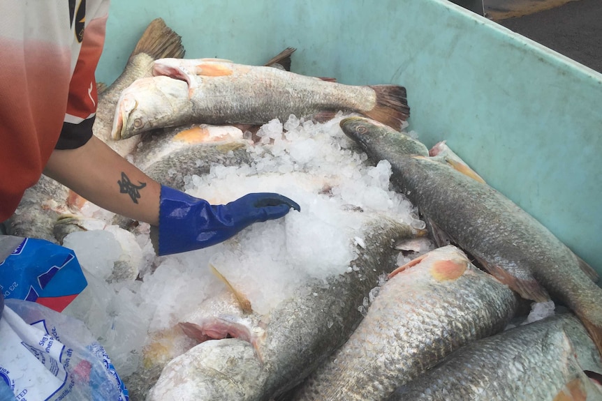 A person rakes ice over a pile of dead fish in a tub.