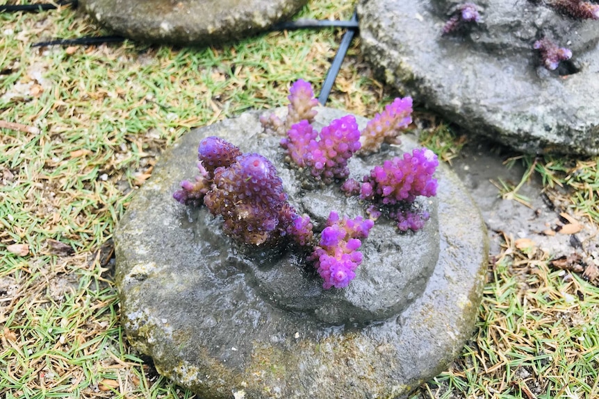 A coral biscuit or "cookie" on the ground with purple coral growing from it.